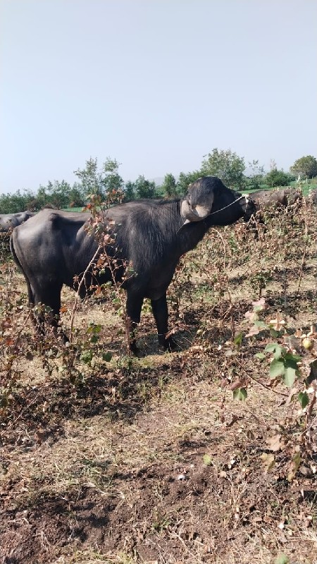 પાડો