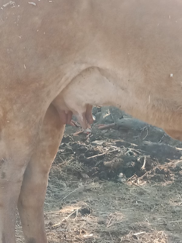 ગાય વેચવાની છે