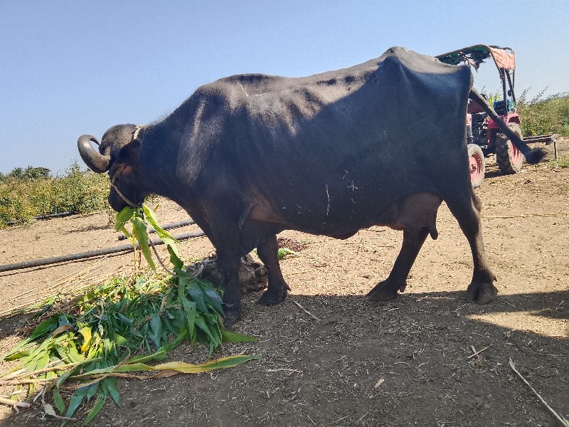 ભેશ વેસવાની છે