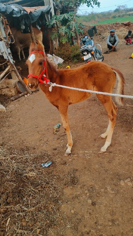 વછેરો