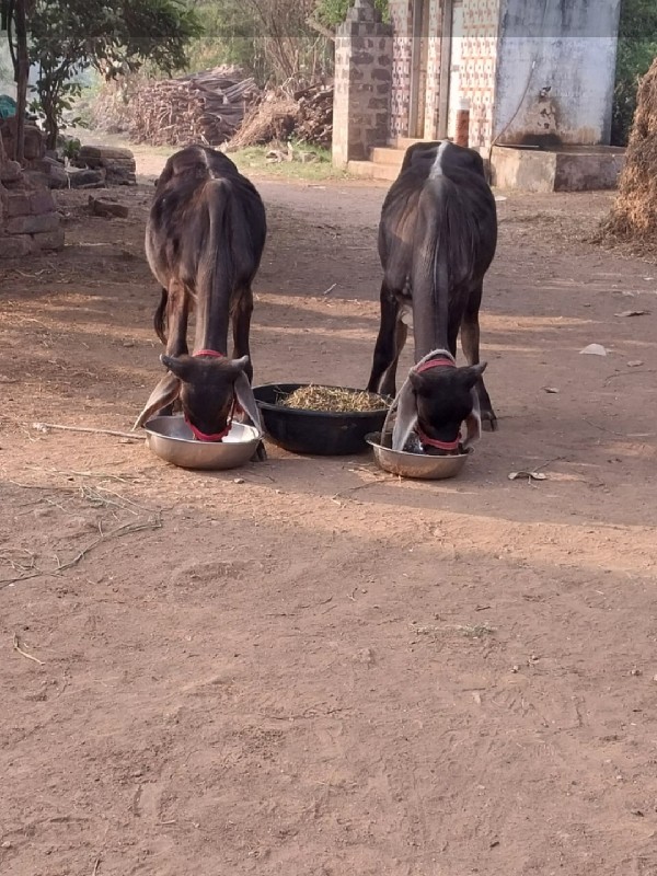 ગોઘલા વેસવાના છ...