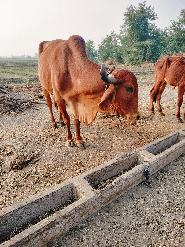 ગાય વેચવાની છે