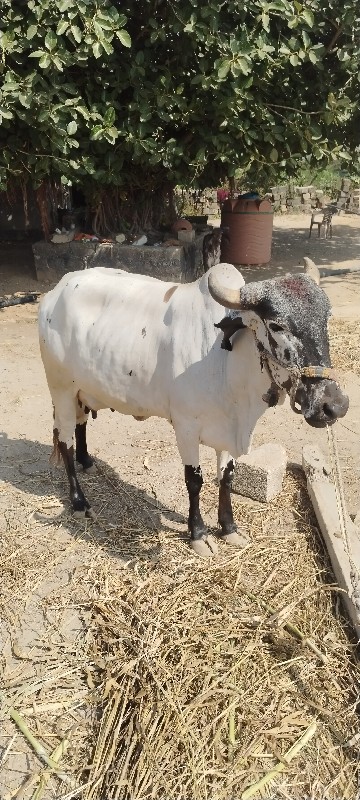 ગાય