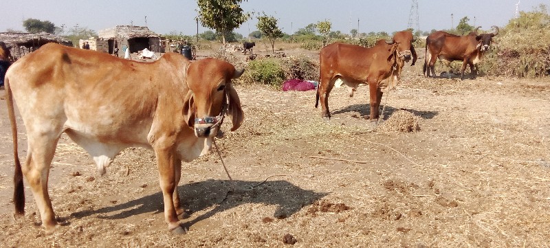 બળદ