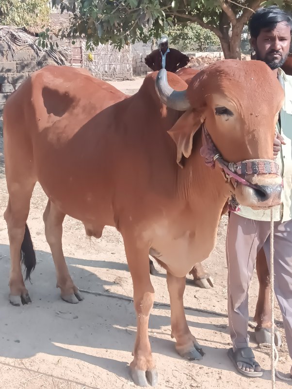 ગોઢલા વેચવા ના...