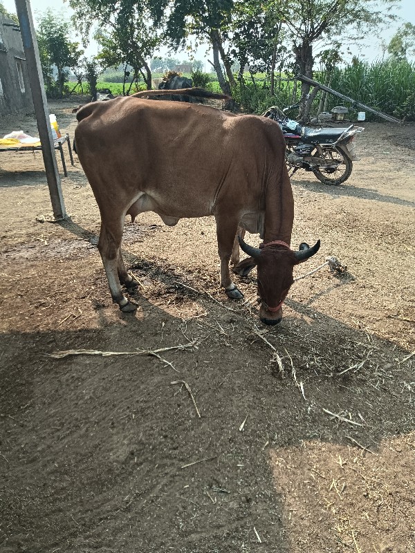 હોડકી વેચવાની છ...