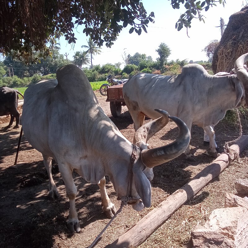 બળદ વેસવાનોસે જ...