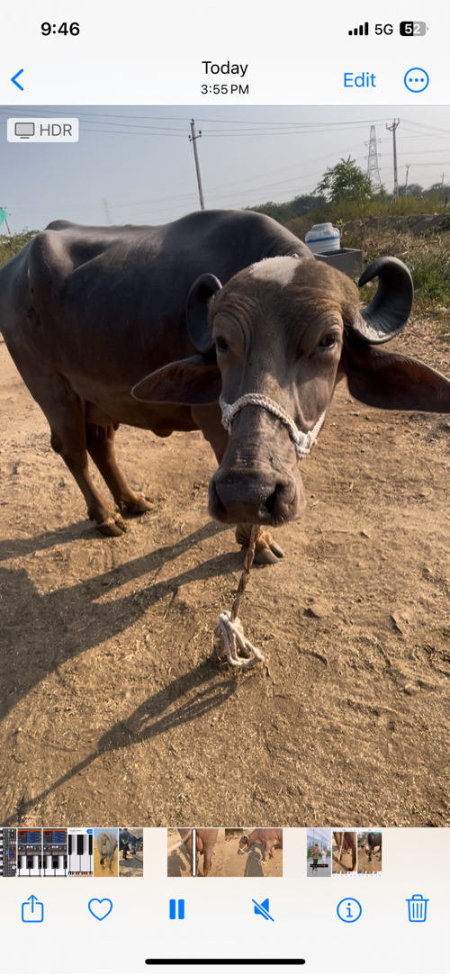 ભેસ વેચવાની છે