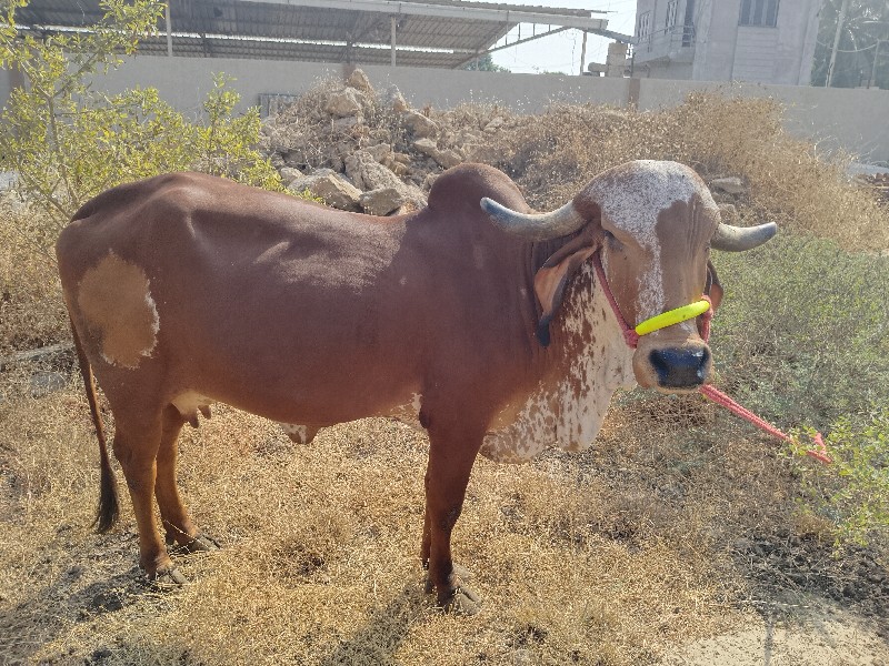 ગાય આપવાની છે