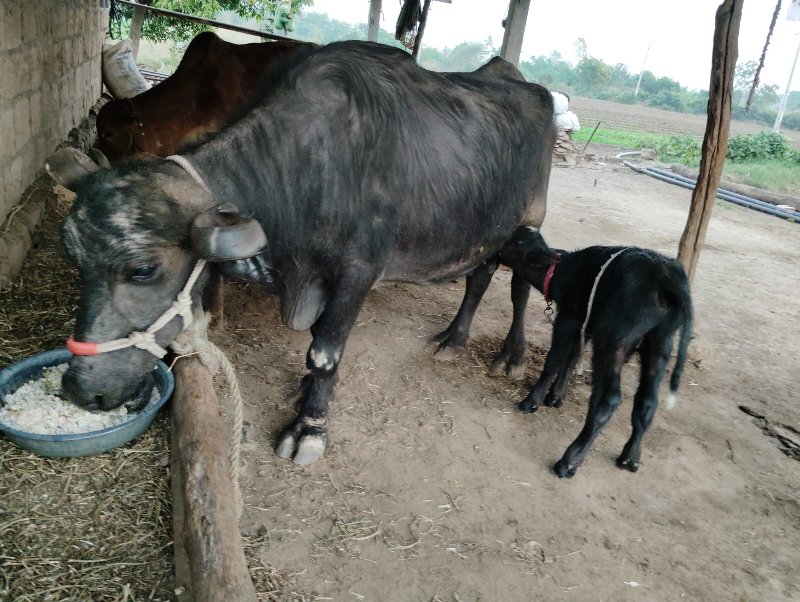 ભેસ  વેસવાની  છ...