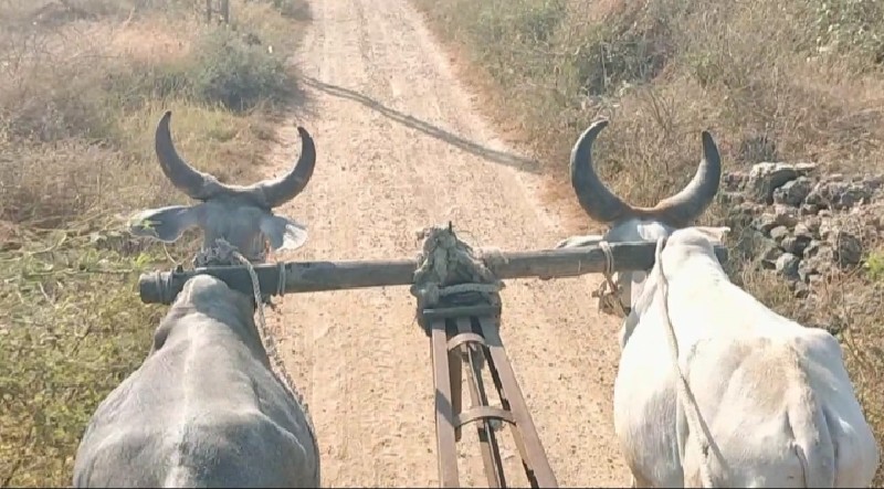 ગોધલા વેસવાનાસે