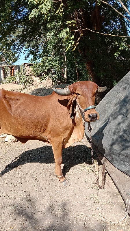 ગાય