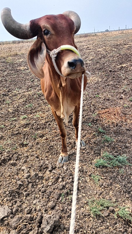 ગાય  ને વાસડી બ...