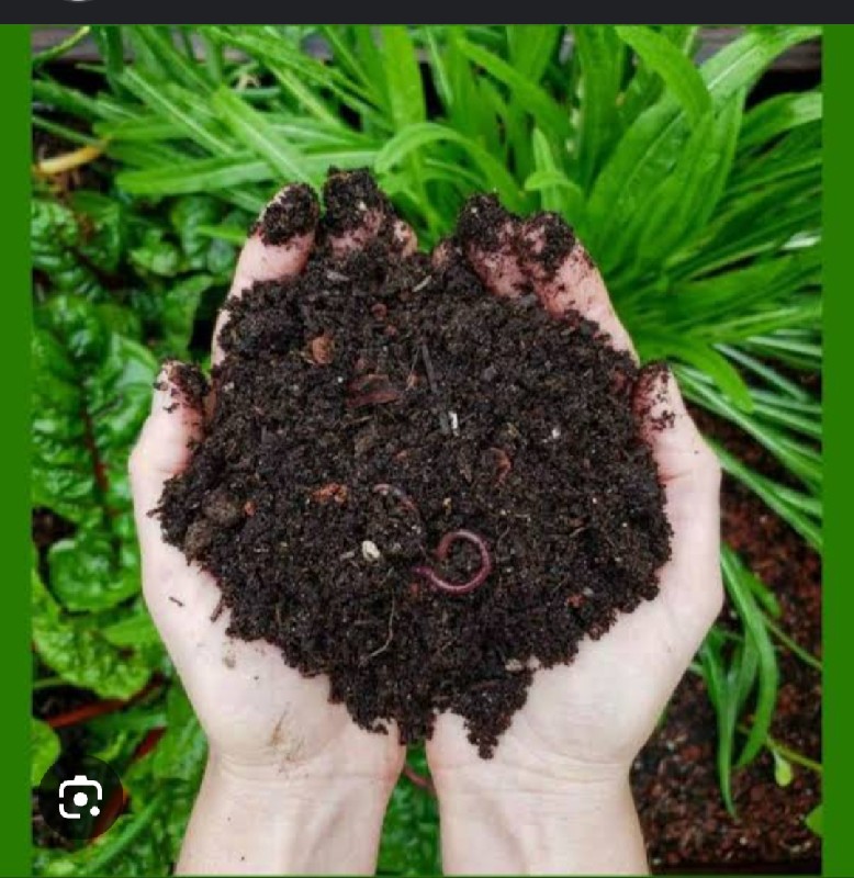 vermi compost k...