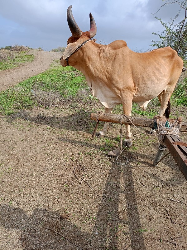 ગોઢલો વેચવા નો...