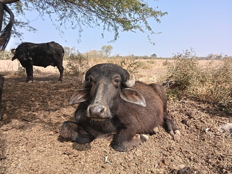 પાડો વેચવાનો છે