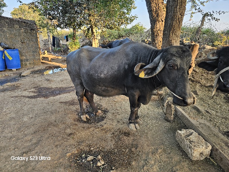 ભેસ  વેચવાની છે