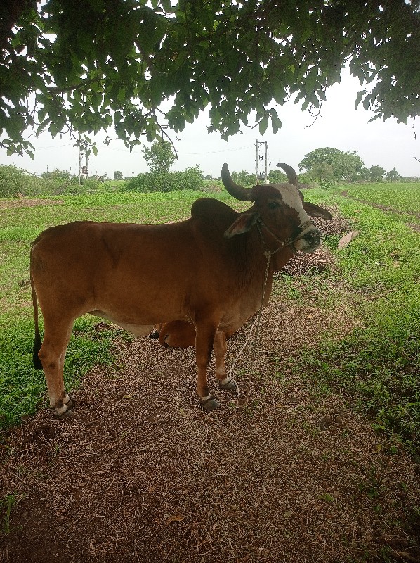 બળધ વેચવાના છે