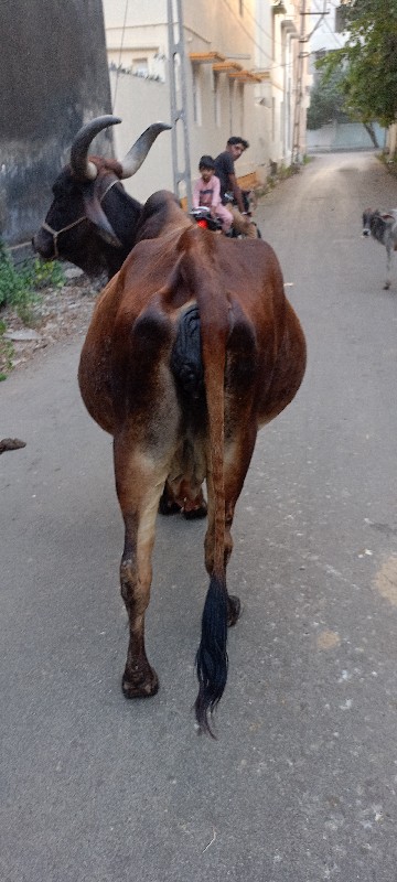 ગાય વેચવાની છે