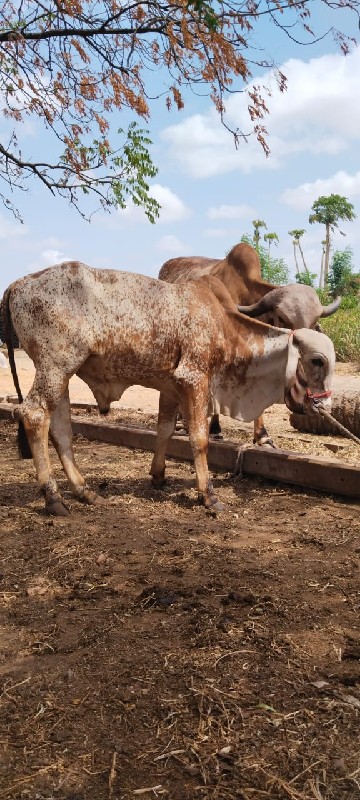 વાશડો