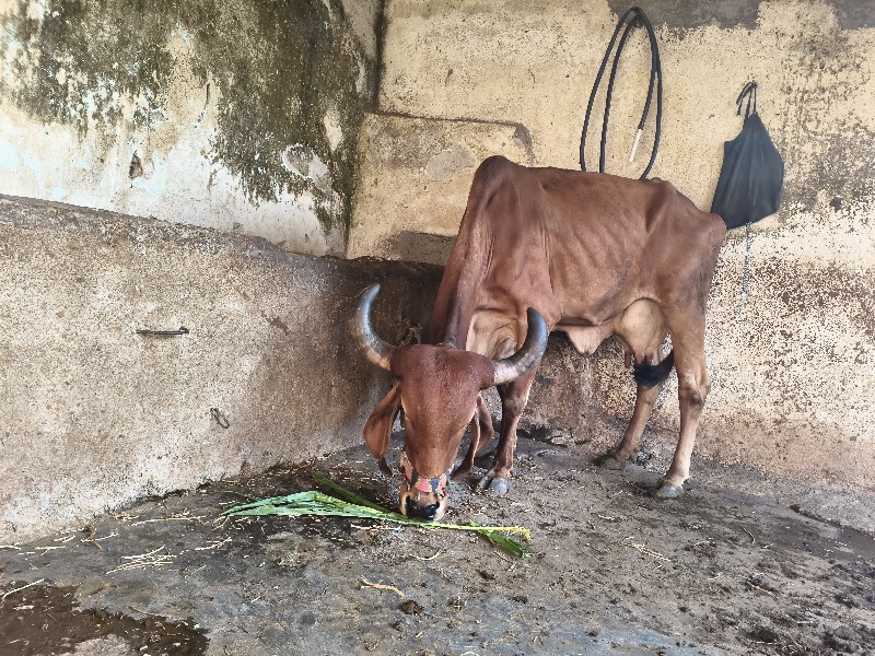 ગીર ગાય બાર હજા...