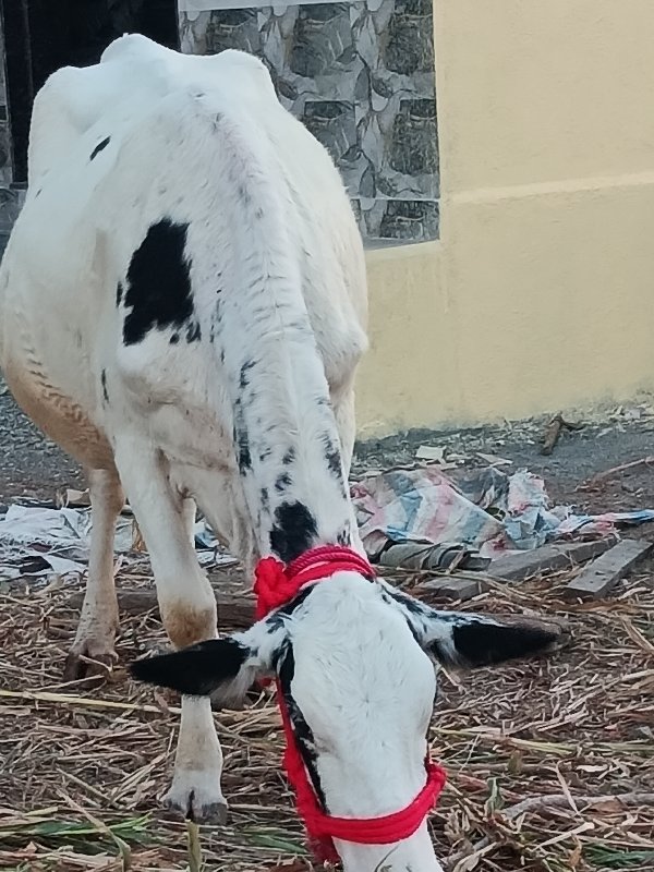 એશૈફ.હોડકી