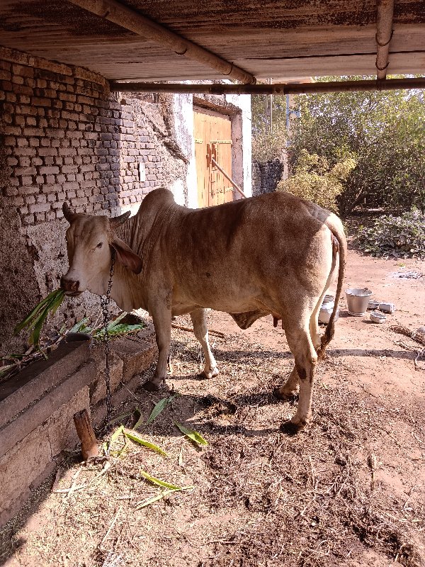 ગાય