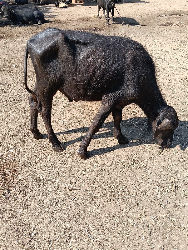 પાડો વેચવાનો છે...