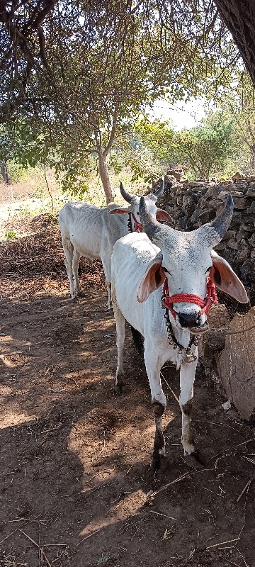 ગોઢલા વેચ વાના...