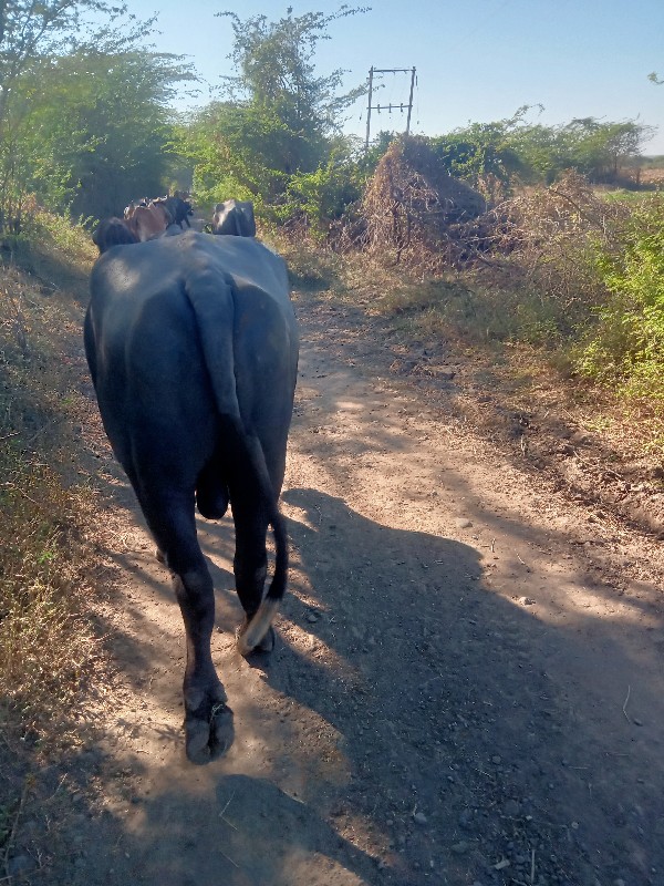 પાડો વેંચવાનો ન...