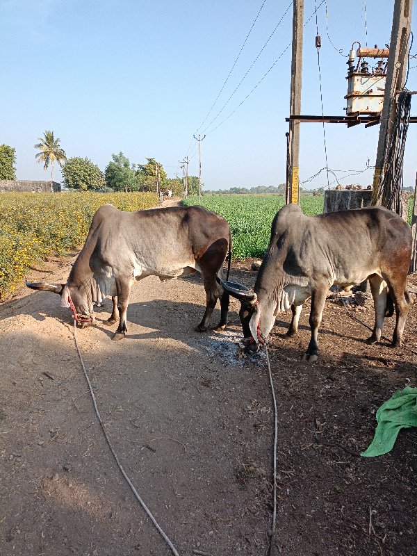 એક વાવણી વાવેલ