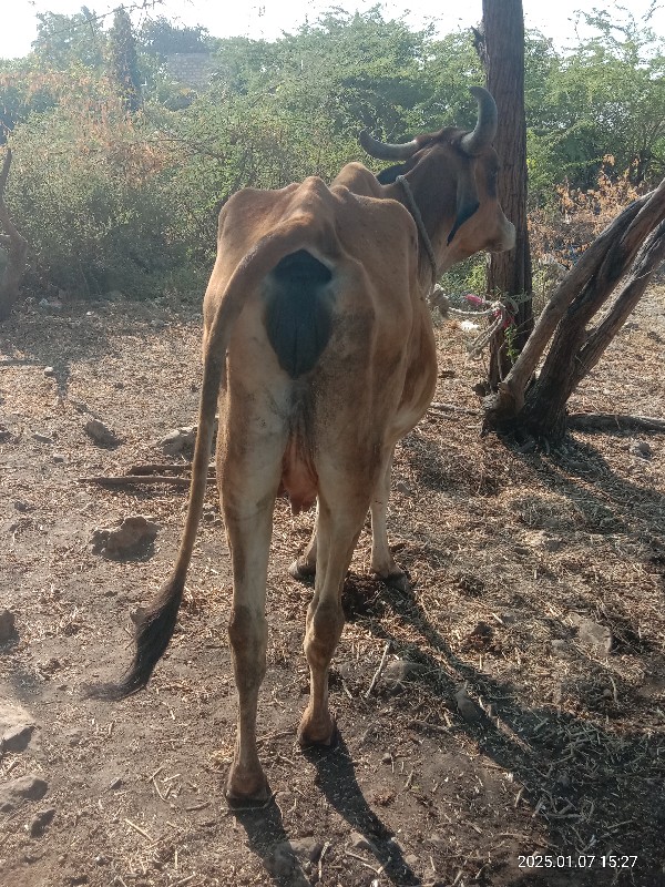 ગાય વેચવાની છે