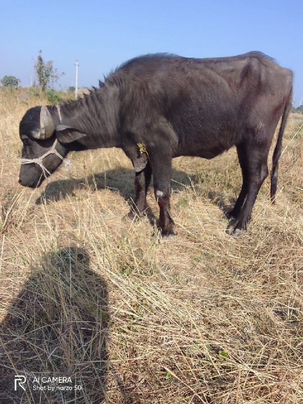 ત્રણ ખડેલા વેચવ...