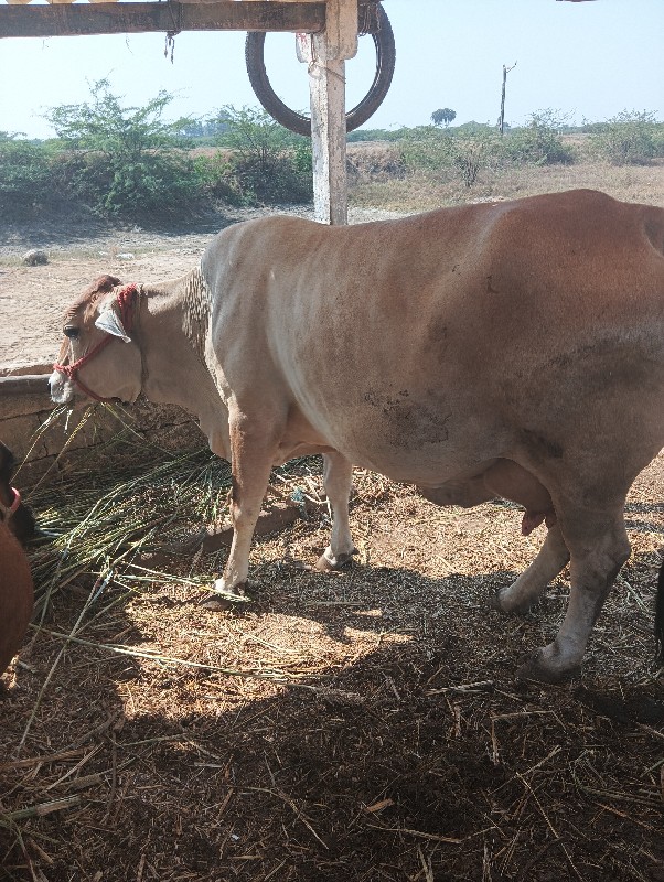 હિતેશ ભાઈ ગામ વ...