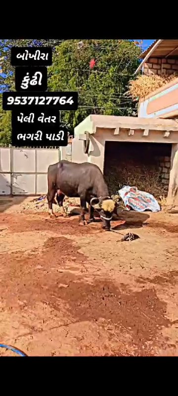 પારેટી ભેંસ વેચ...