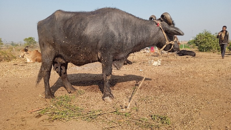 ભેંસ વેચવાની છે