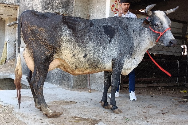 જશી ગાય