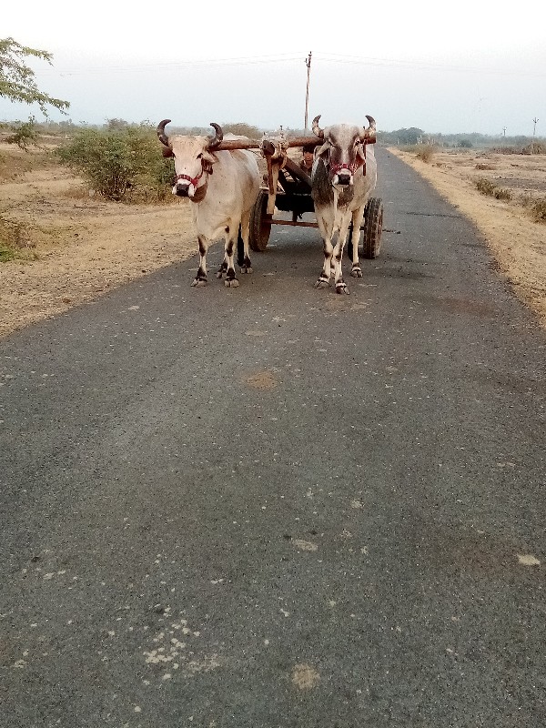 બળદ