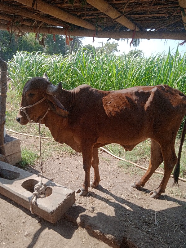 હોડકી વેચવાનું...