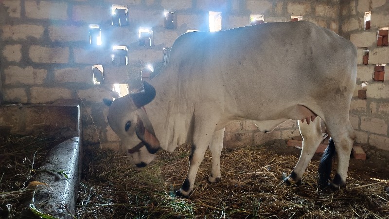 હોડકી વેચવાની છ...