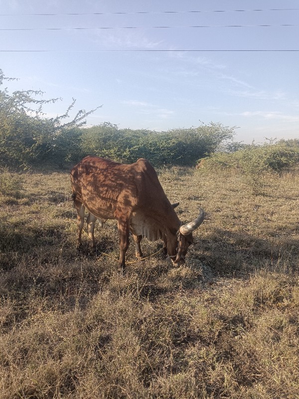 બળદ વેચવાના છે