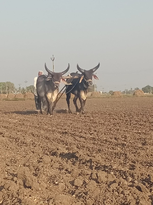 ગોઢલા વેચવાના છ...