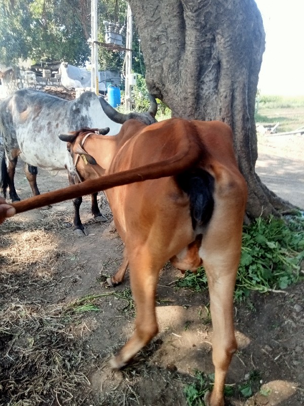 ગાય વેચવાની છે...