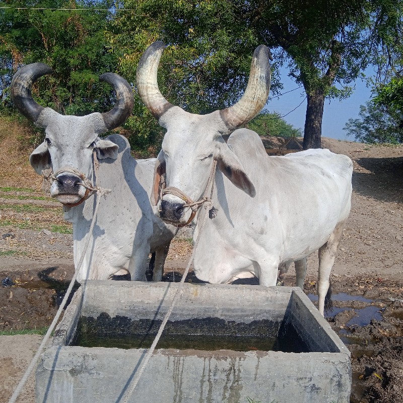 બળદ