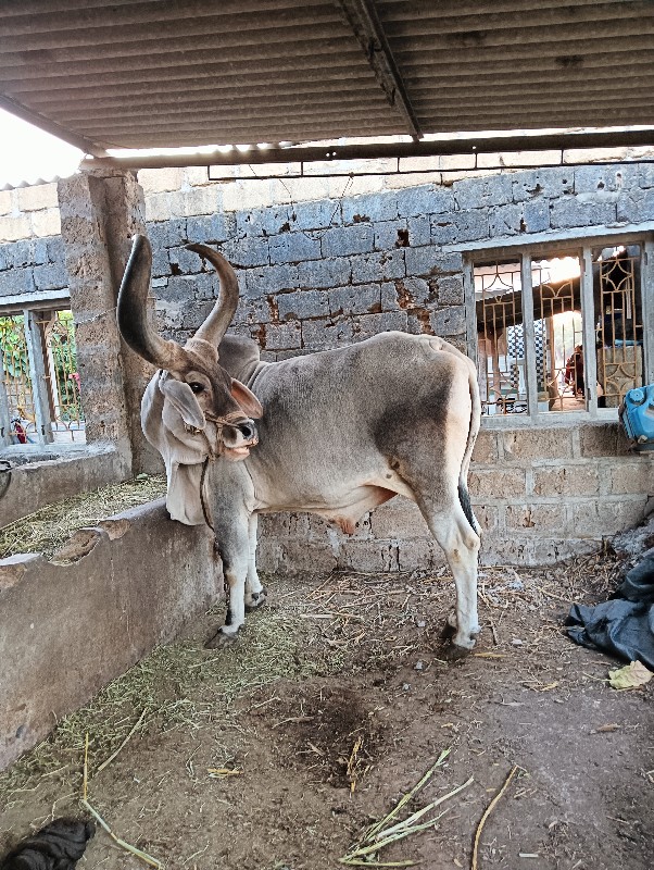 બળદ વેસવાનો સે