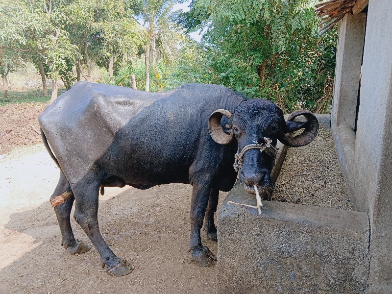 ભેંસ વેચવાની છે