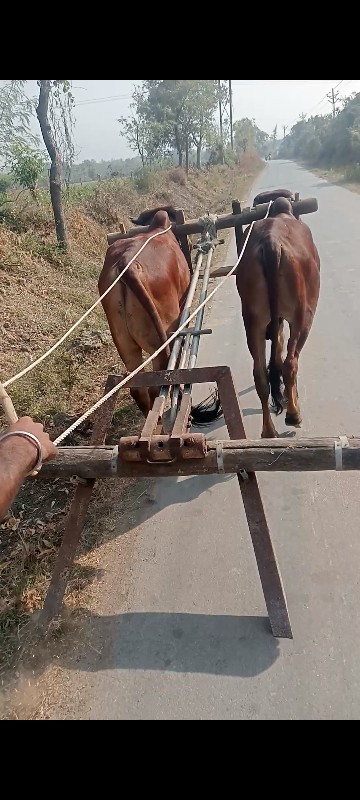 ગોધલાવેશવાનાછે