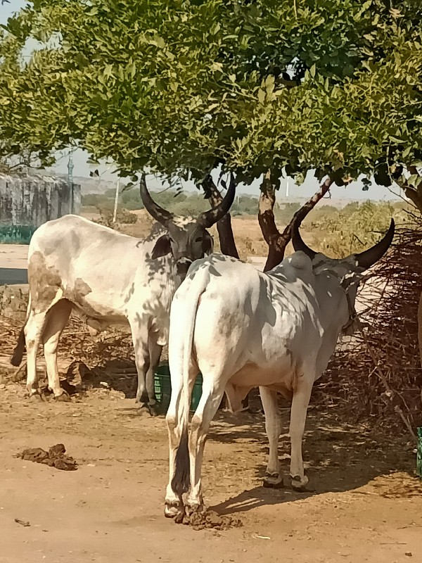 ગોધલા વેચવાના છ...