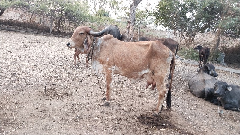 ભેંસ ગાય