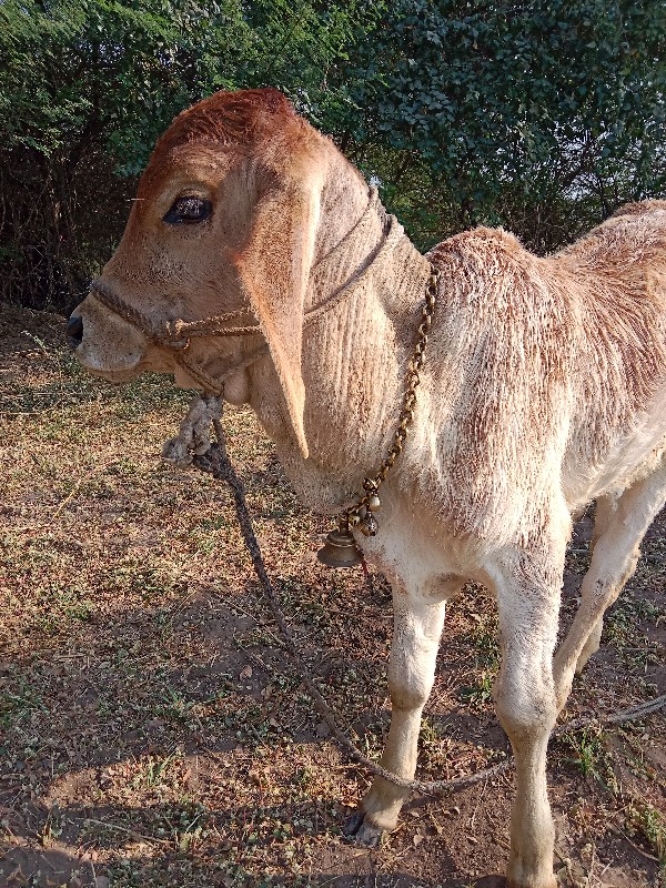 આ વાછરડો વેચવા...